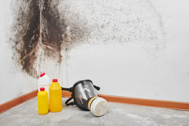 Best Office Mold Removal Services  in Mount Airy, MD