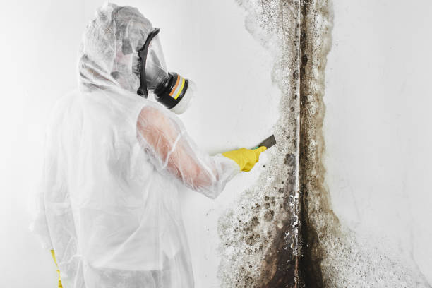 Best Fast Mold Removal  in Mount Airy, MD