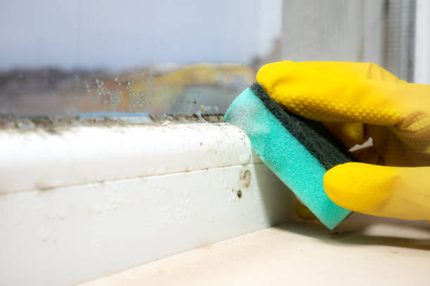 Best Certified Mold Removal  in Mount Airy, MD