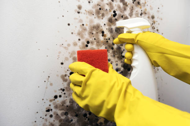 Reliable Mount Airy, MD Mold Removal Solutions