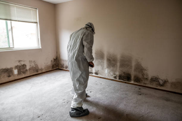 Best Mold Removal Company Near Me  in Mount Airy, MD