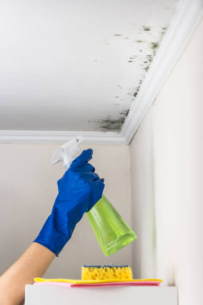 Certified Mold Removal in Mount Airy, MD